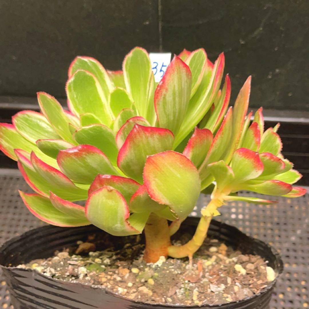 35#植物アエオニウム錦莲花座錦❤️ロータスホルダ錦❤️1大頭2小頭16cm拨き苗