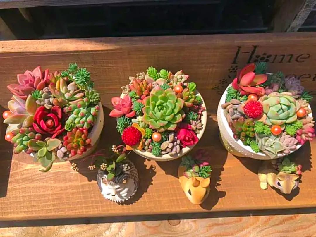 コメント専用です！多肉植物の寄せ植え◡̈⃝︎