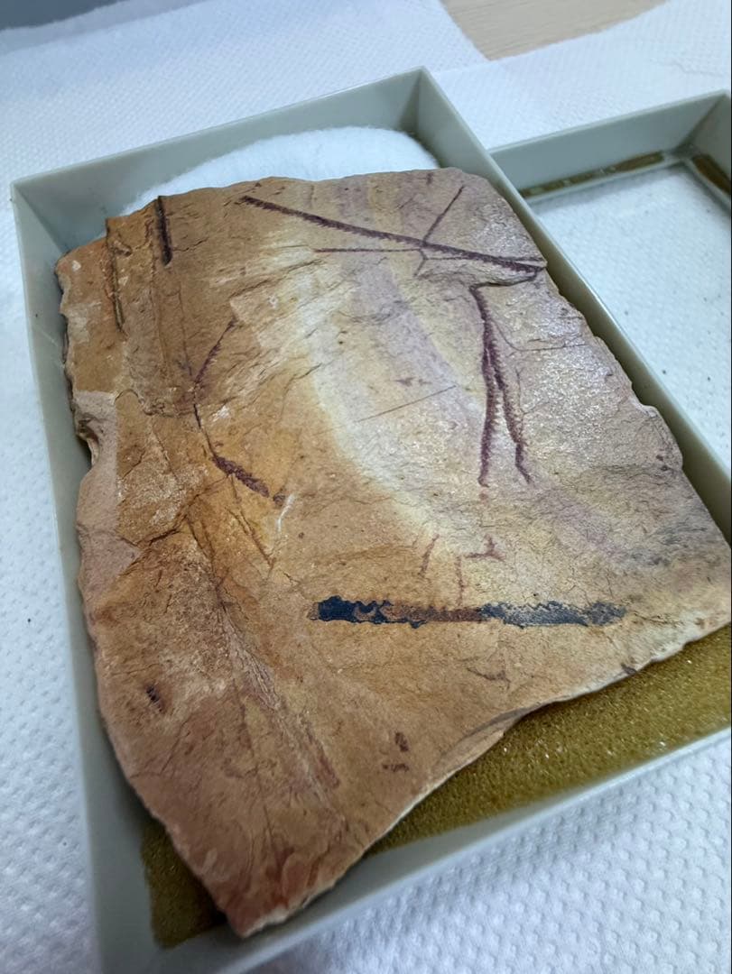 ▼筆石Graptolites 海生生物 化石