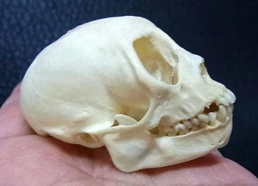 高品質　リスザル（Common Squirrel Monkey）頭骨