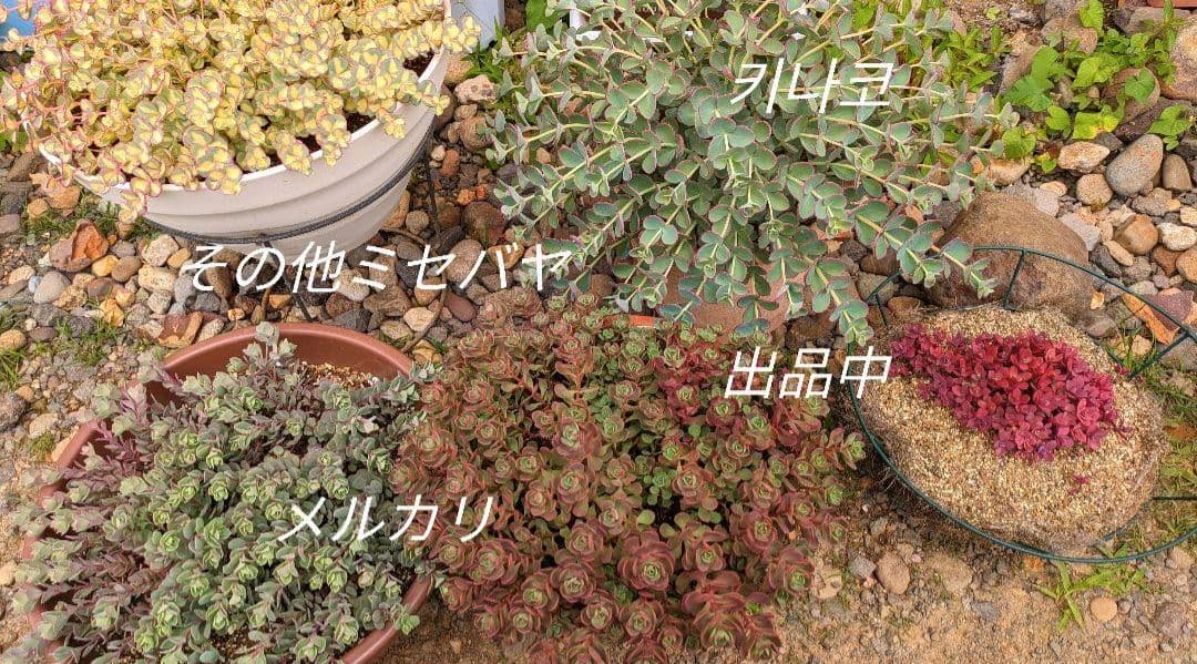 越中ミセバヤ カット苗 多肉植物