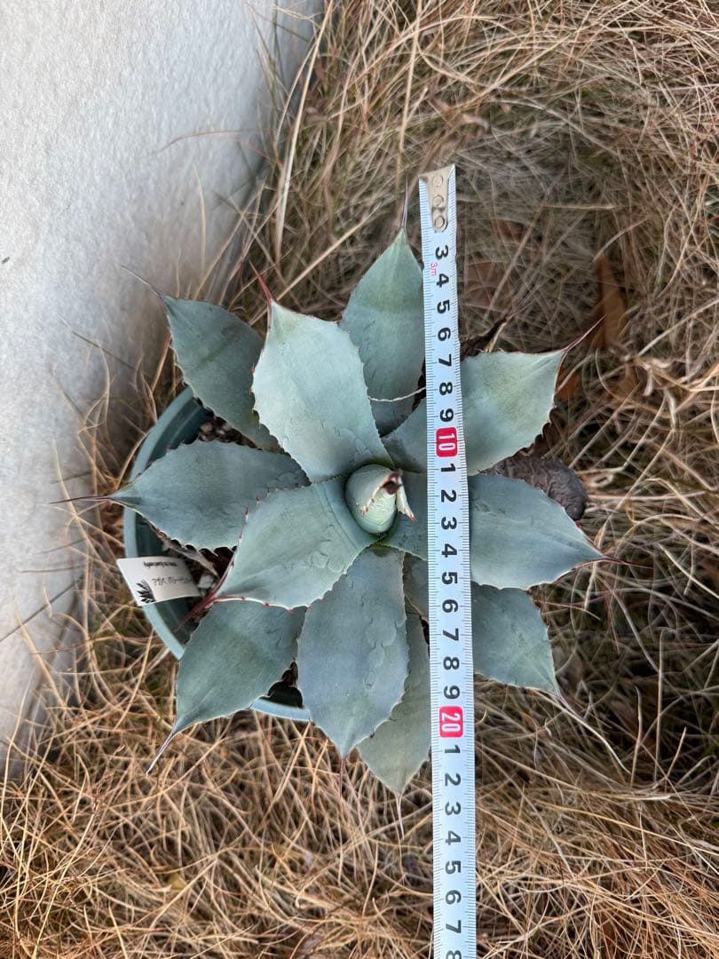 春USAGI専用出品 プロトアメリカーナ　ファンキートゥース　パリートランカータ