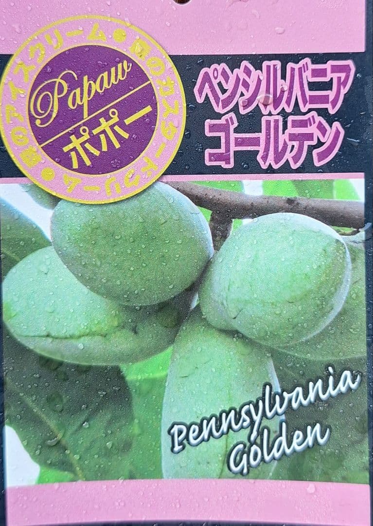 ポポー　苗木　【ペンシルバニアゴールデン】