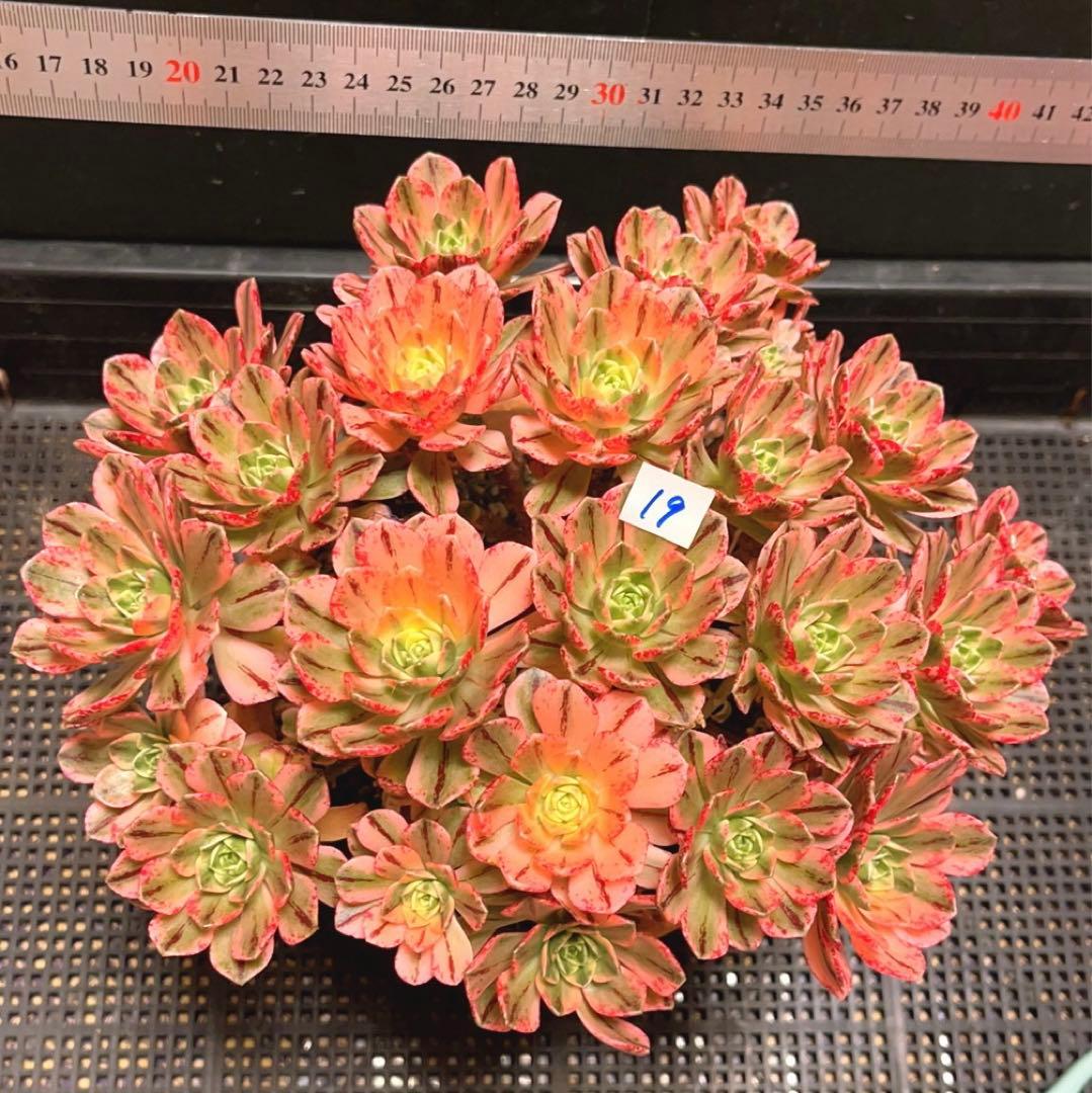 19#多肉植物アエオニウム錦❤️ブロンズメダル錦❤️23頭25cm 拔き苗