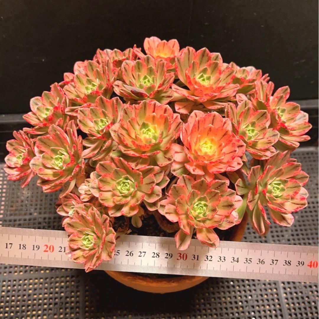 19#多肉植物アエオニウム錦❤️ブロンズメダル錦❤️23頭25cm 拔き苗
