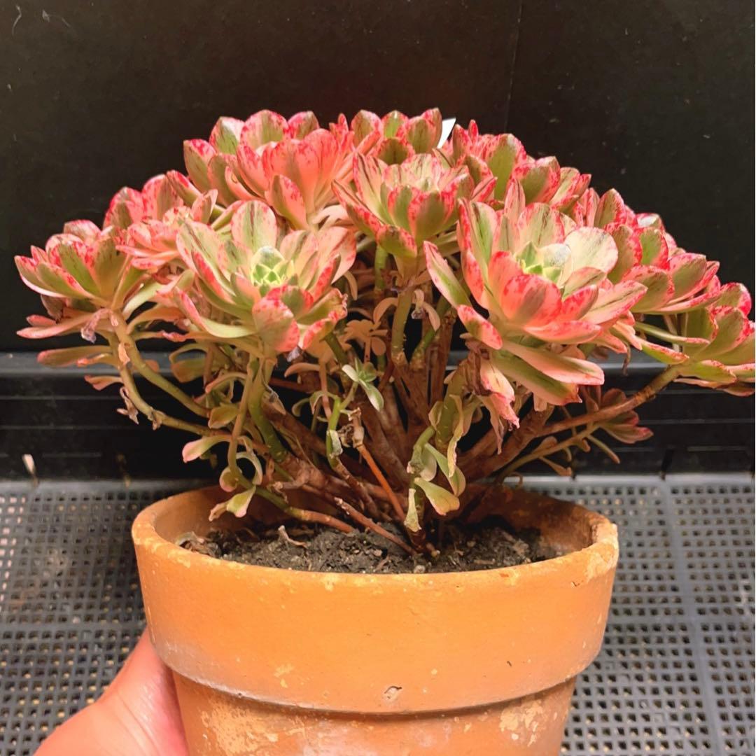 19#多肉植物アエオニウム錦❤️ブロンズメダル錦❤️23頭25cm 拔き苗