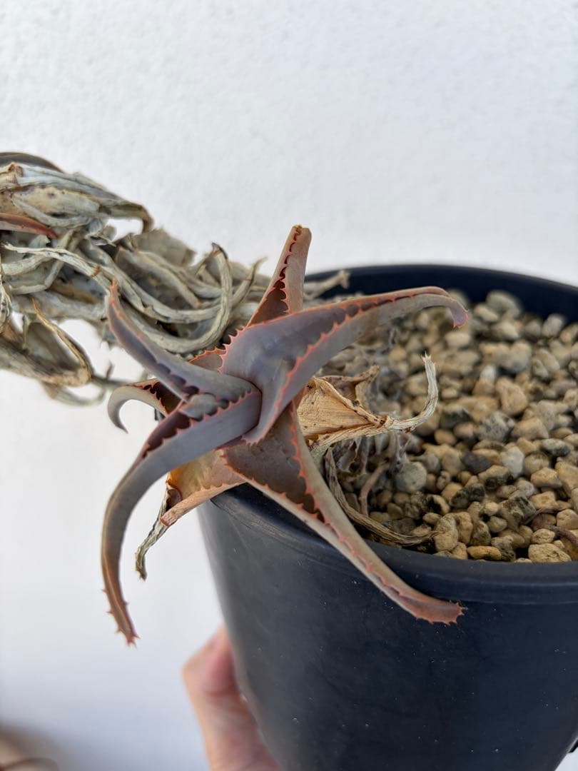 aloe castilloniae × viguieri 子株