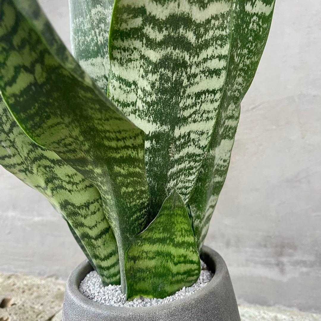 サンスベリア　ゼラニカ　グラファイトストーム陶器鉢　植え込み発送