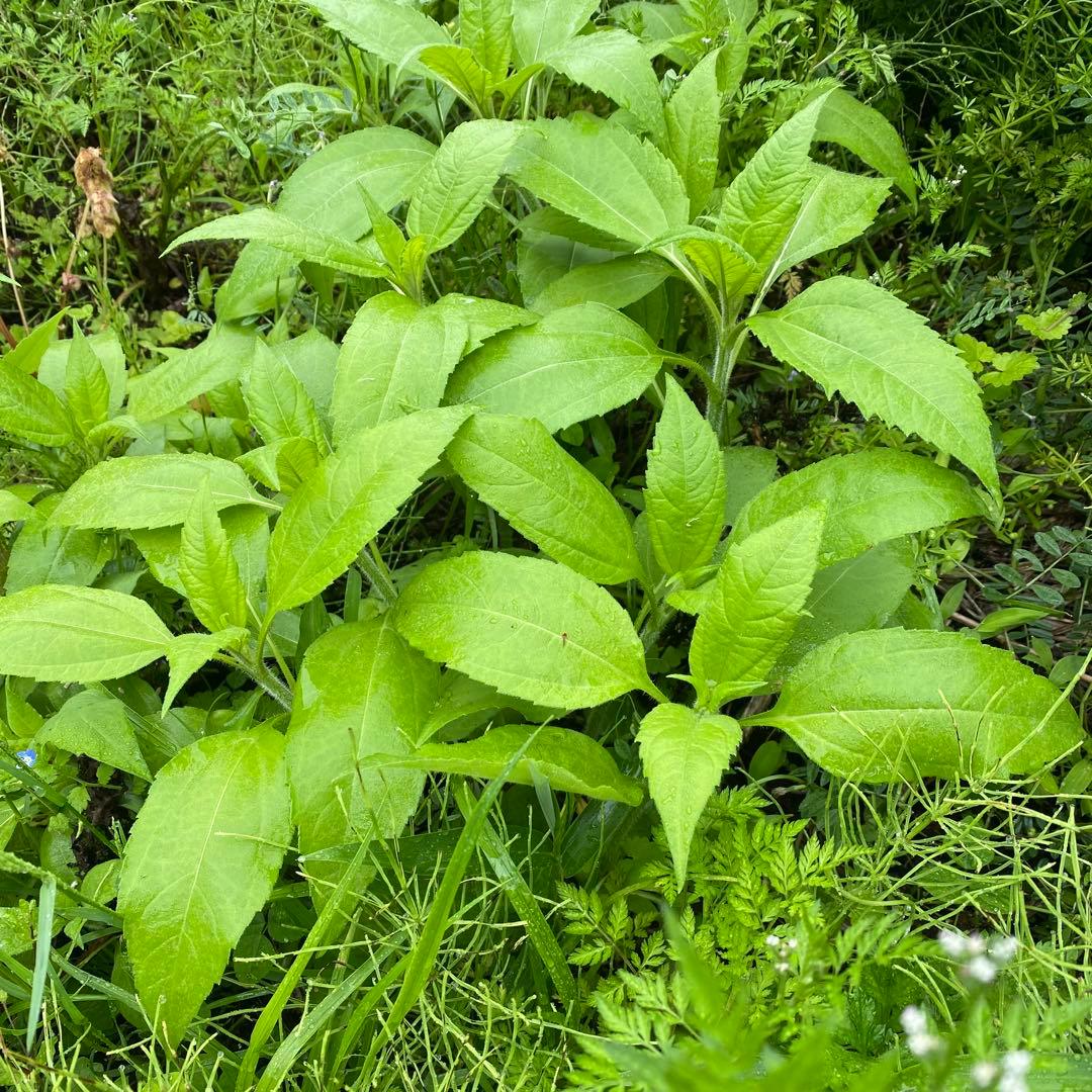 菊芋が生えてくる肥沃な土　みかん箱3箱分パンパンに詰めます