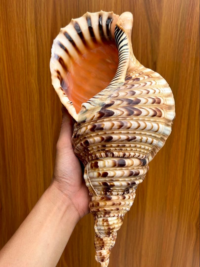 法螺貝　36cm