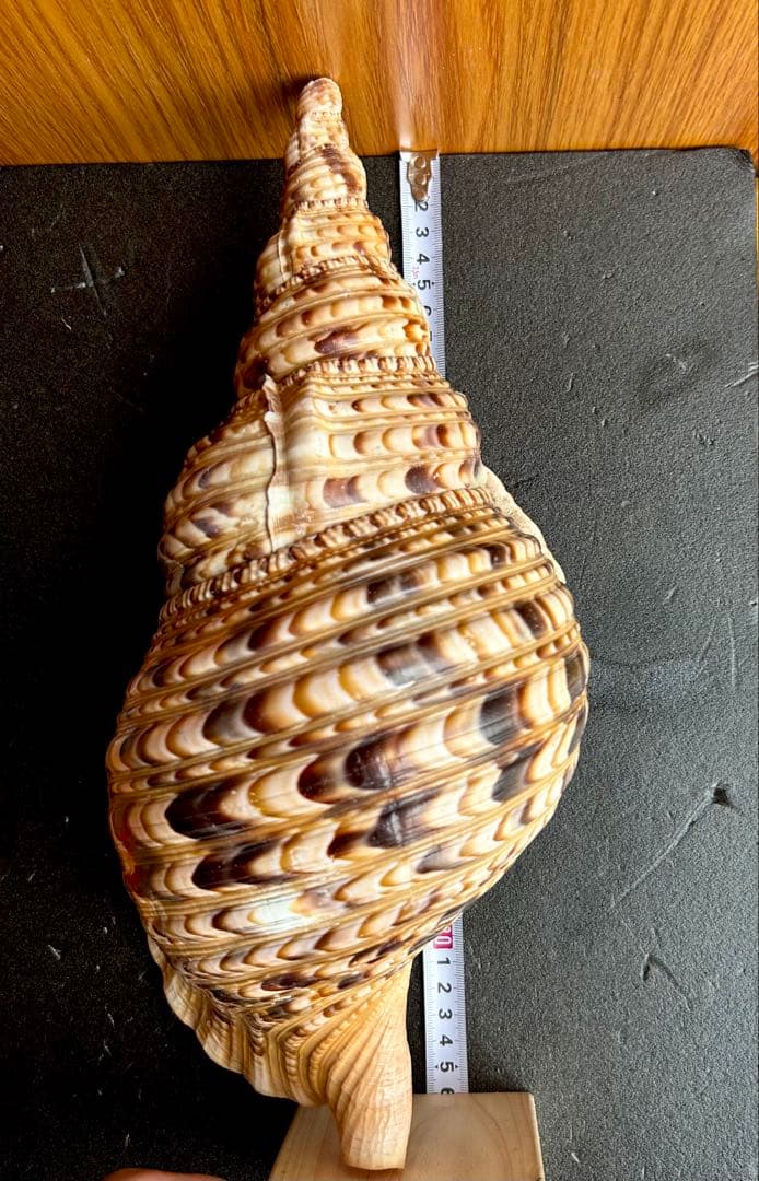 法螺貝　36cm
