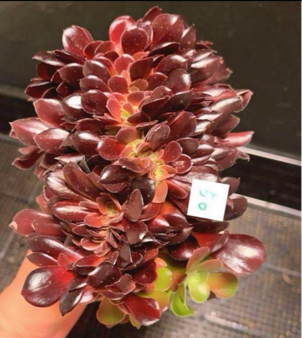 56#多肉植物アエオニウム❤️カシミヤバイオレットセッカ ❤️ 17cm拔き苗