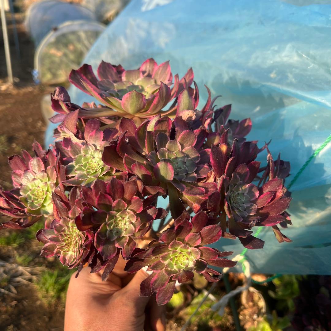 多肉植物。 雪姬法師錦18頭カット苗
