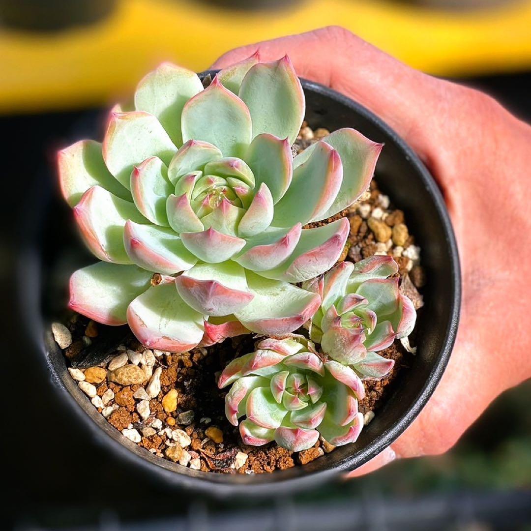 エケベリア　桃太郎　多肉植物