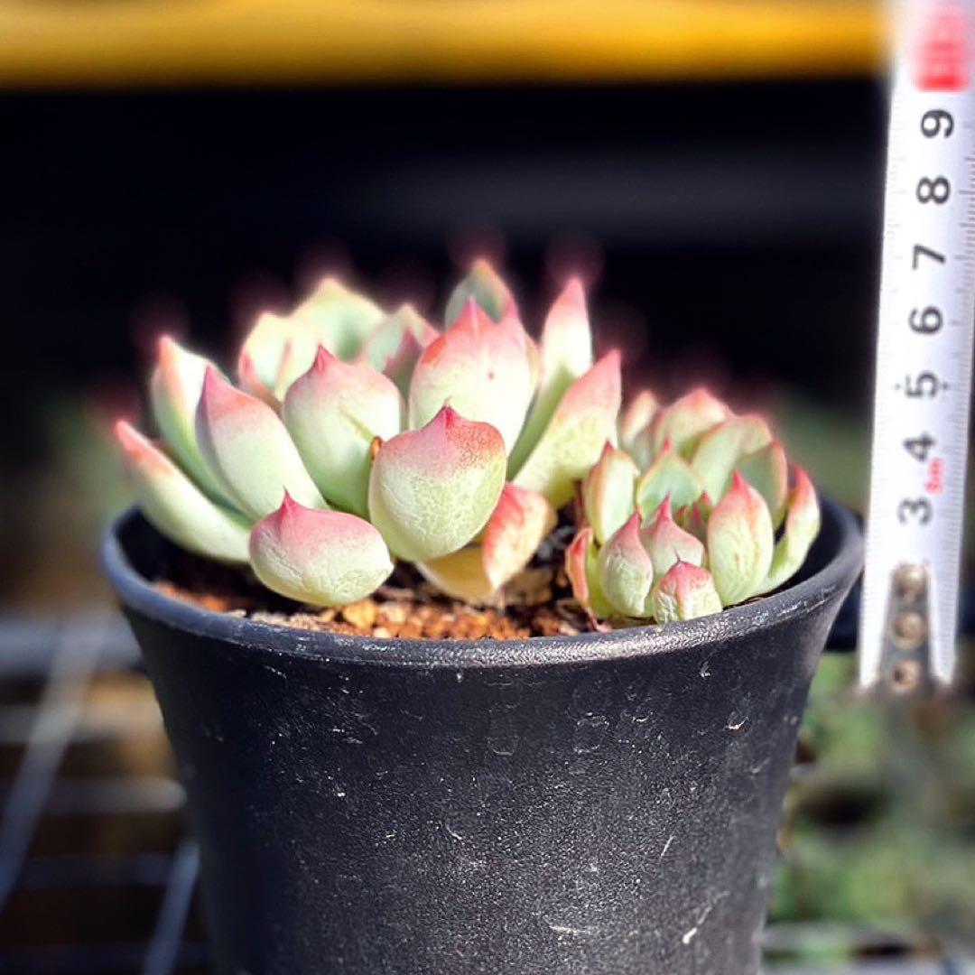 エケベリア　桃太郎　多肉植物