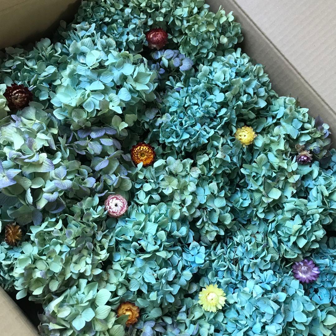 紫陽花ドライフラワー AB品 k10 120サイズ 北海道産