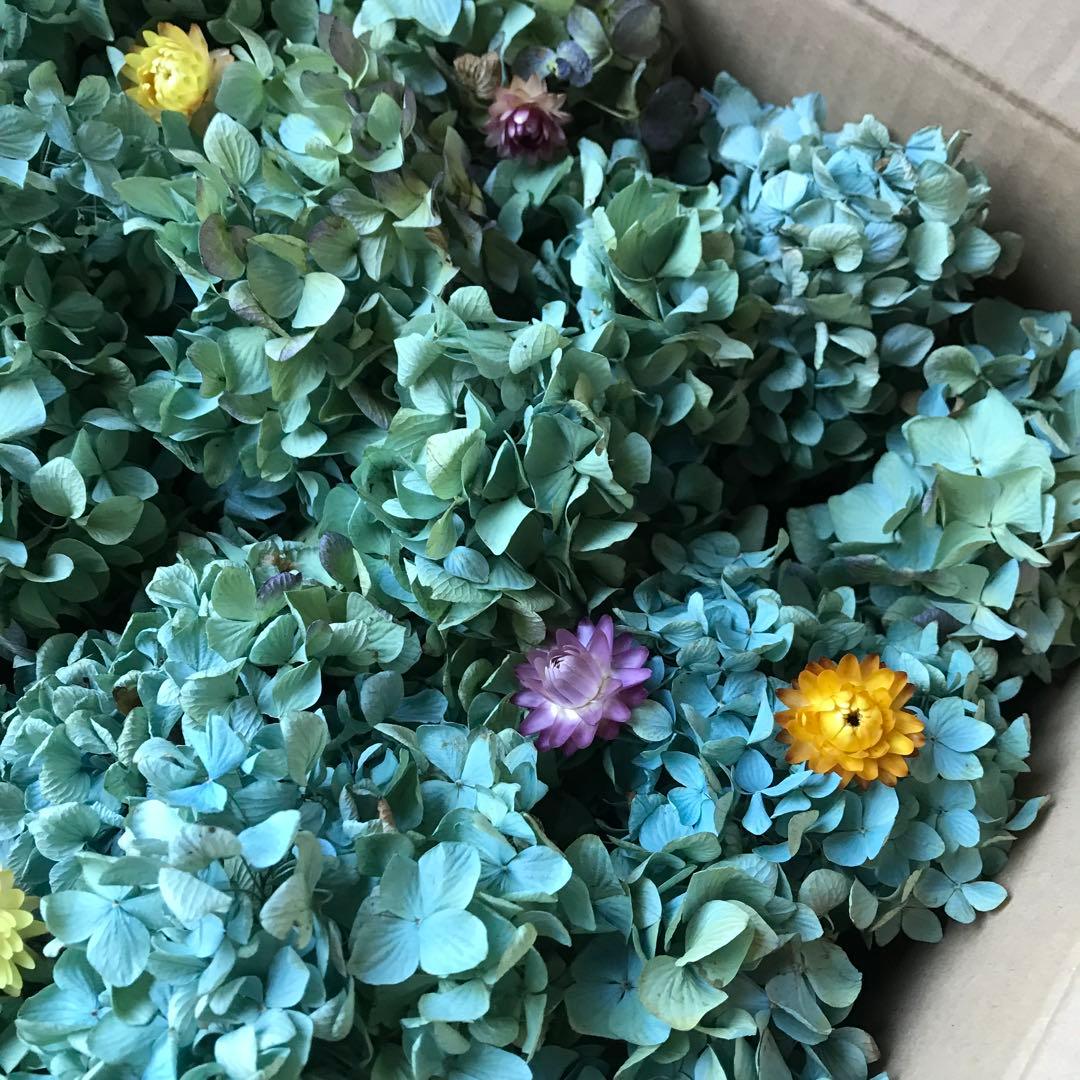 紫陽花ドライフラワー AB品 k10 120サイズ 北海道産