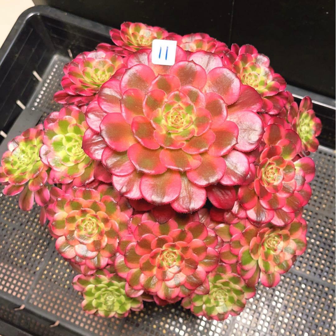 11#多肉植物❤️アエオニウム錦❤️舞天姫❤️14頭27cm拔き苗