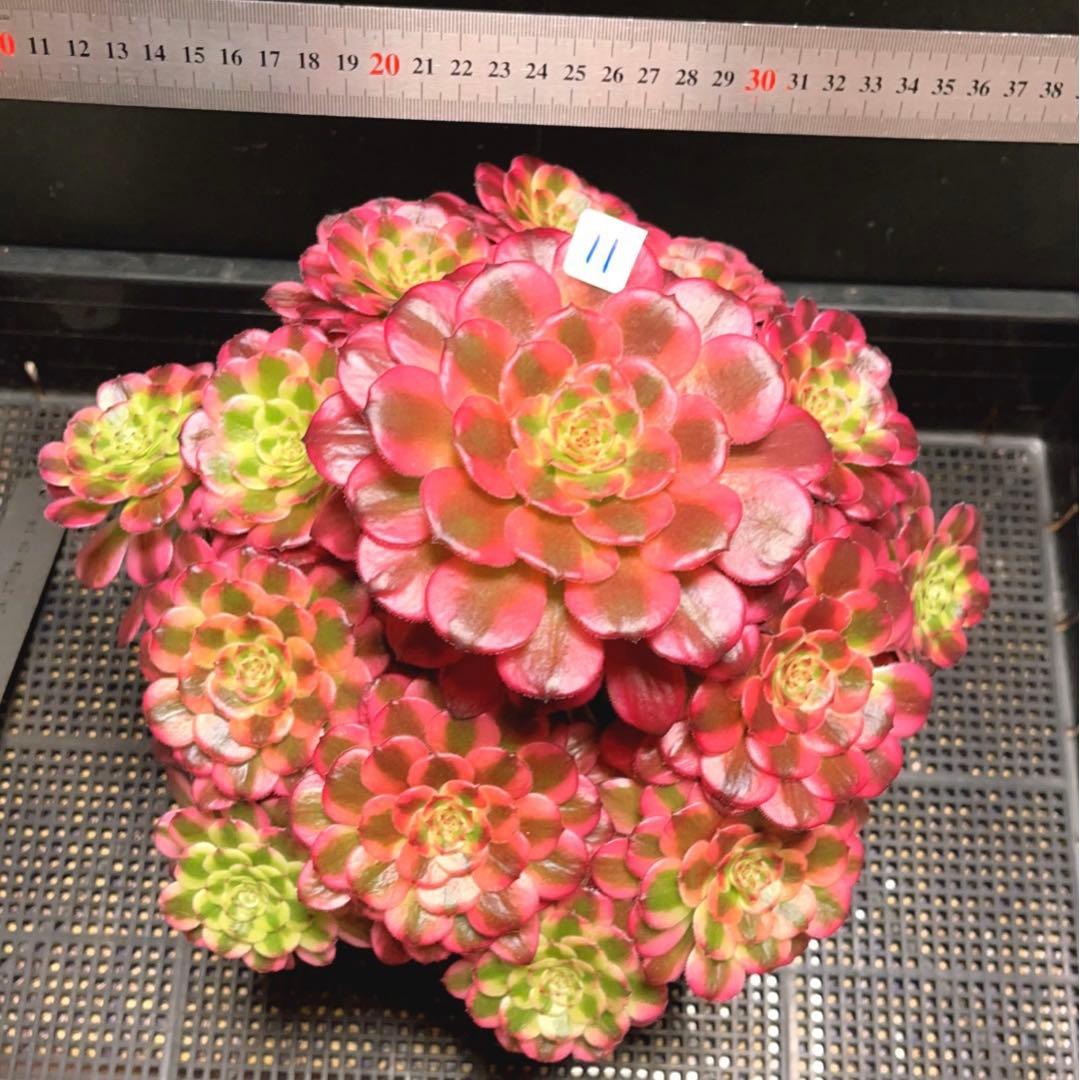 11#多肉植物❤️アエオニウム錦❤️舞天姫❤️14頭27cm拔き苗