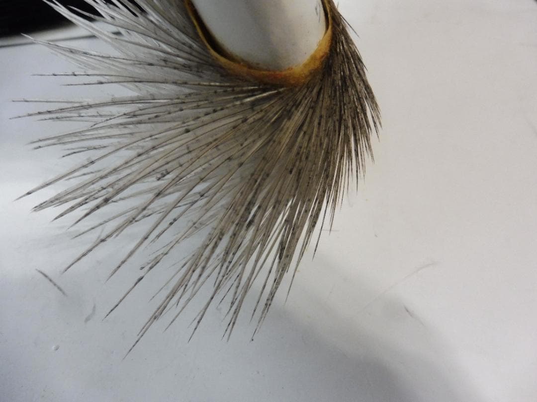 メッツ METZ コックハックルケープ Lt.BLUE DUN #2