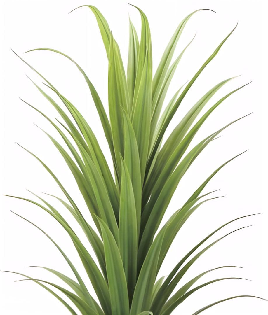 光触媒　人工観葉植物　ウォールグリーン　フェイクグリーン　ドラセナ1.8