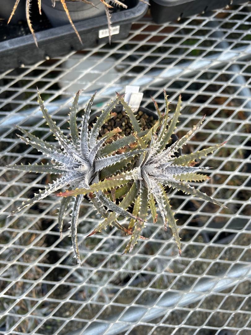 ディッキア Dyckia 'Brittle Star' F3 D047