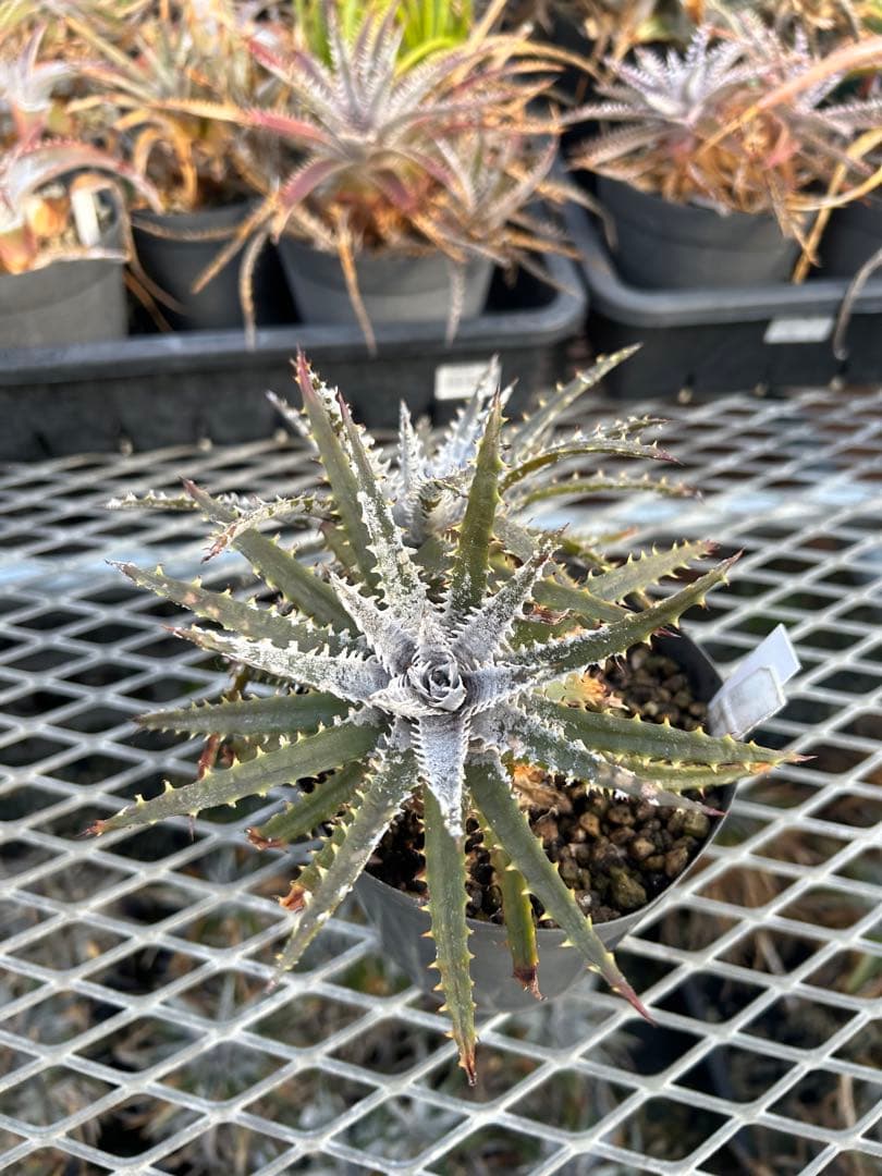 ディッキア Dyckia 'Brittle Star' F3 D047