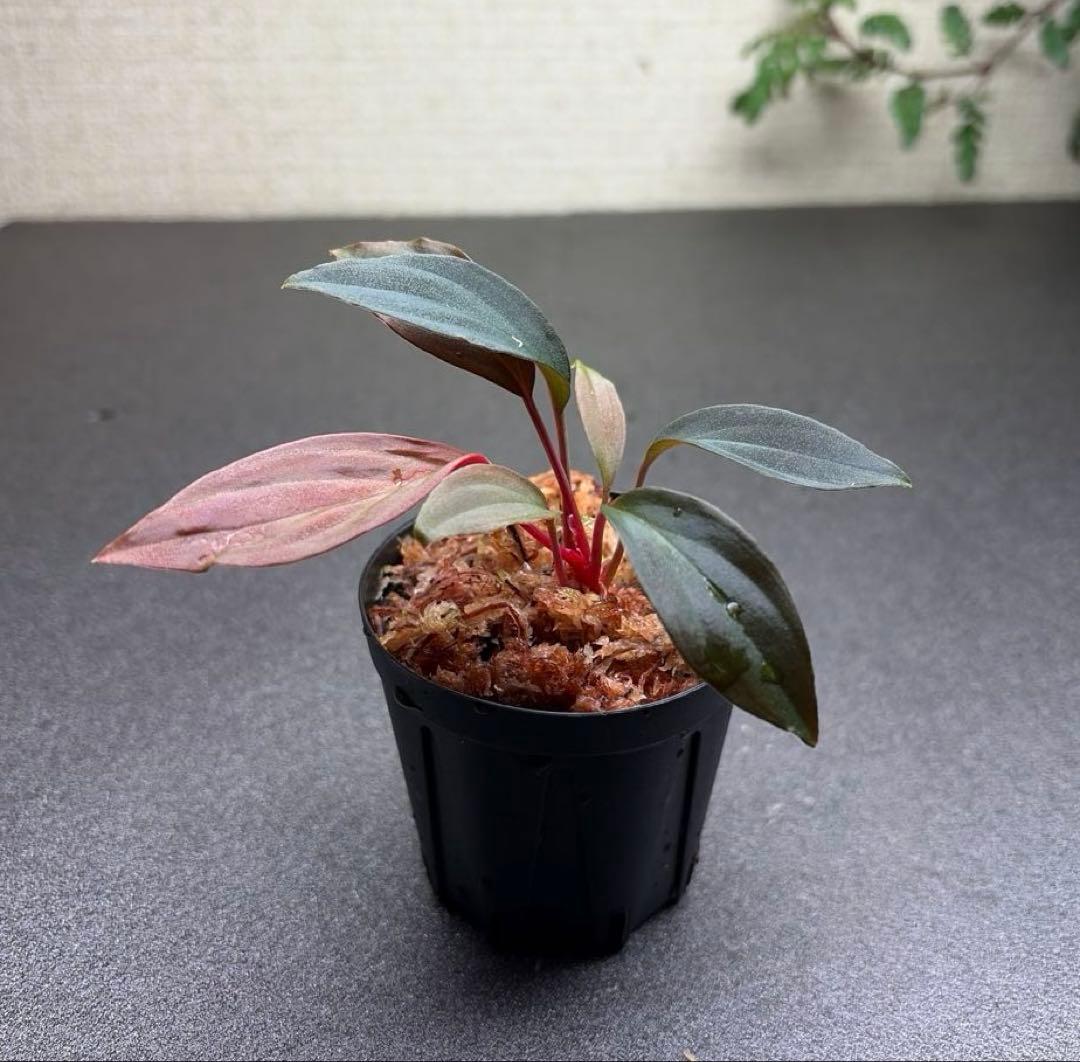 Homalomena“RG×LR”【LA-hyb.22-05】