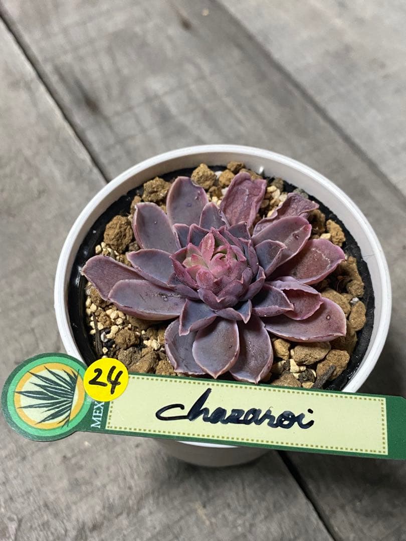 追加24 希少　原種　チャザロイ　Echeveria chazaroi