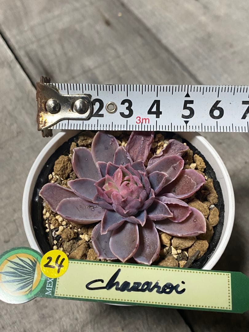 追加24 希少　原種　チャザロイ　Echeveria chazaroi