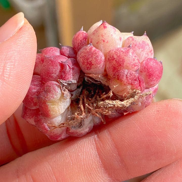 沙羅姫牡丹
