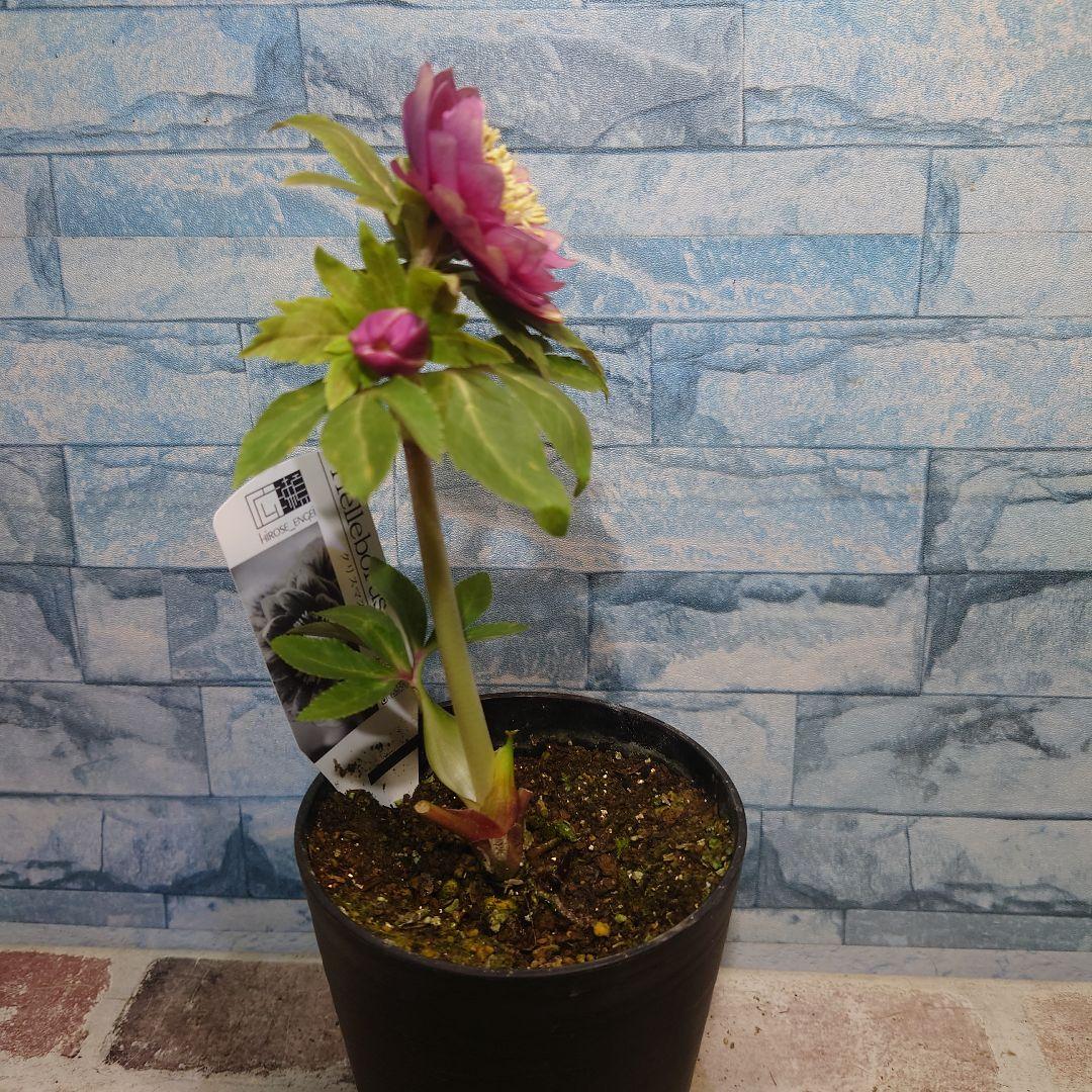 ☀️クリスマスローズ開花株❗☀️4号ロング鉢植え☀