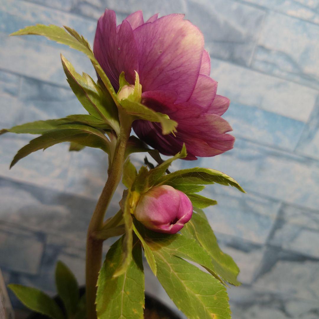 ☀️クリスマスローズ開花株❗☀️4号ロング鉢植え☀