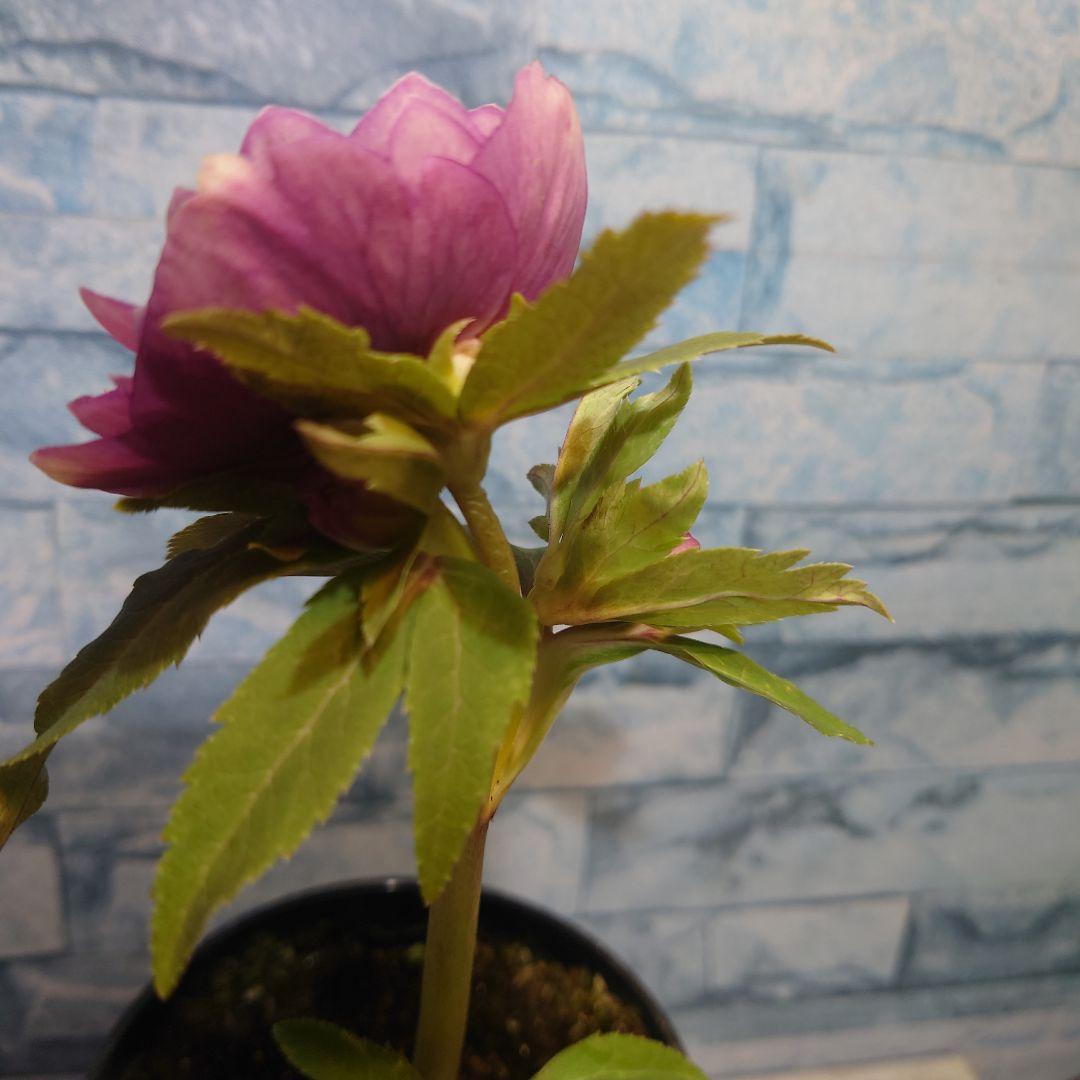 ☀️クリスマスローズ開花株❗☀️4号ロング鉢植え☀