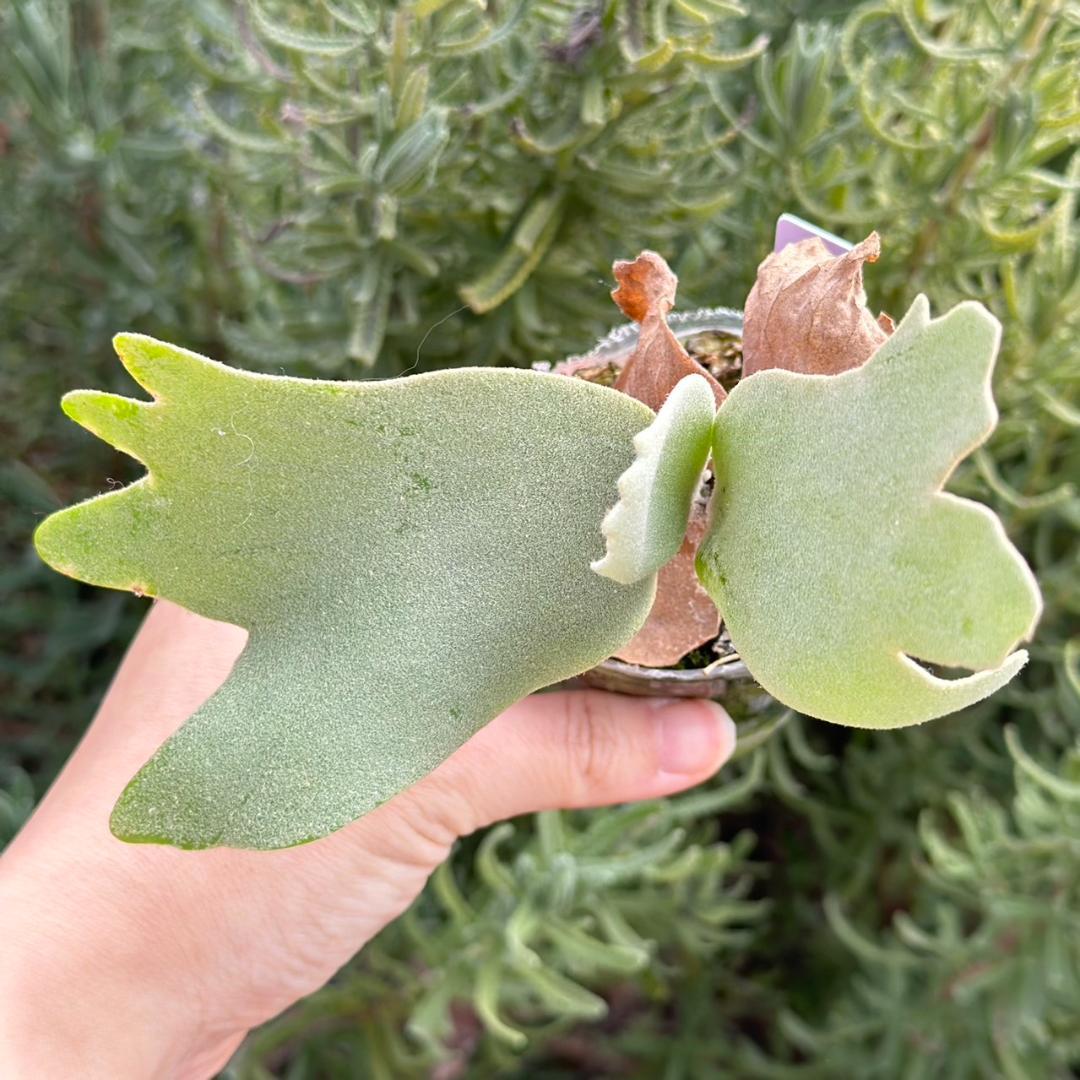 ビカクシダ P.willinckii Pearl Queen Spore 07