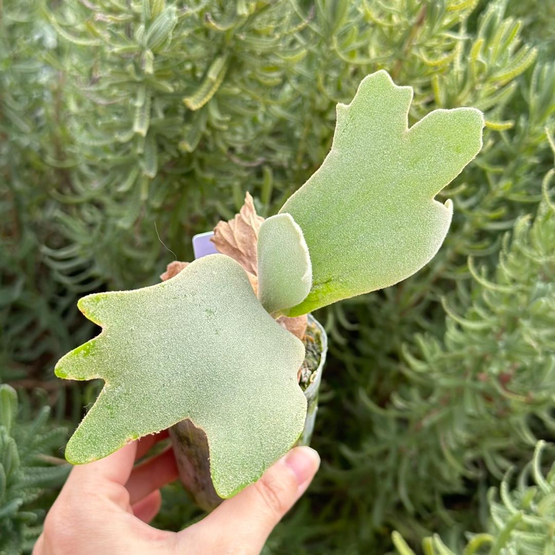 ビカクシダ P.willinckii Pearl Queen Spore 07