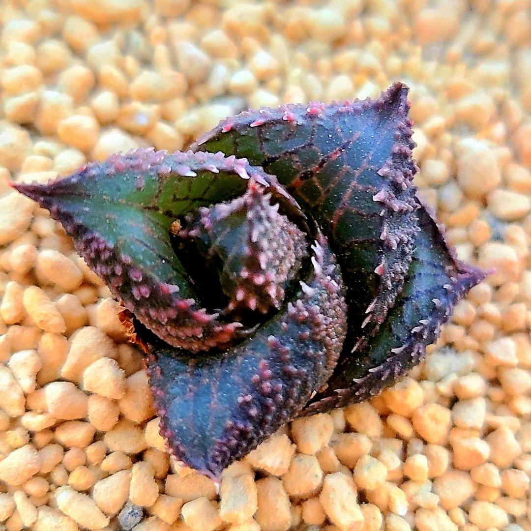 レア 雷燐 達磨ピンク系② 多肉植物 ハオルチア アロエ