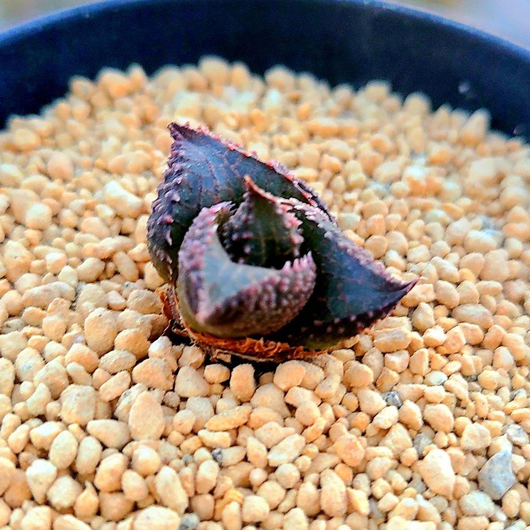 レア 雷燐 達磨ピンク系② 多肉植物 ハオルチア アロエ