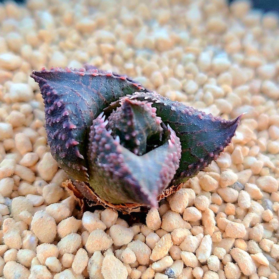 レア 雷燐 達磨ピンク系② 多肉植物 ハオルチア アロエ
