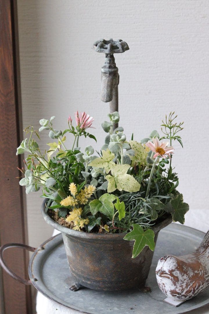 アプリコットと春の花❤︎シャビータップポットの寄せ植え