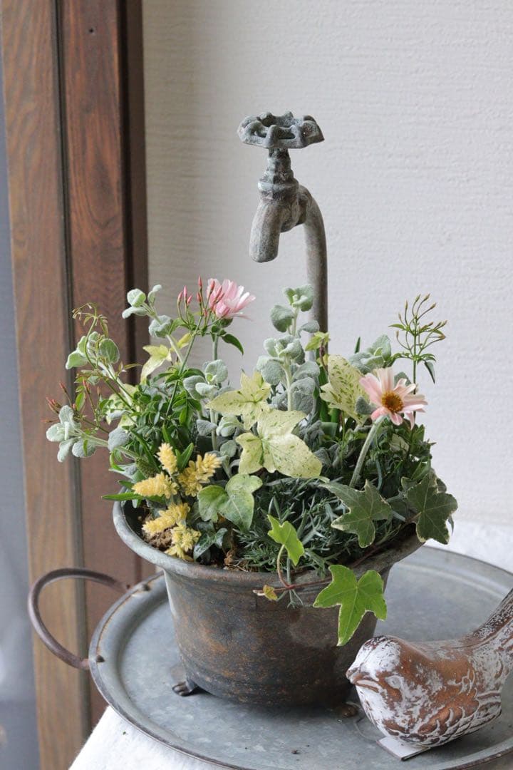 アプリコットと春の花❤︎シャビータップポットの寄せ植え