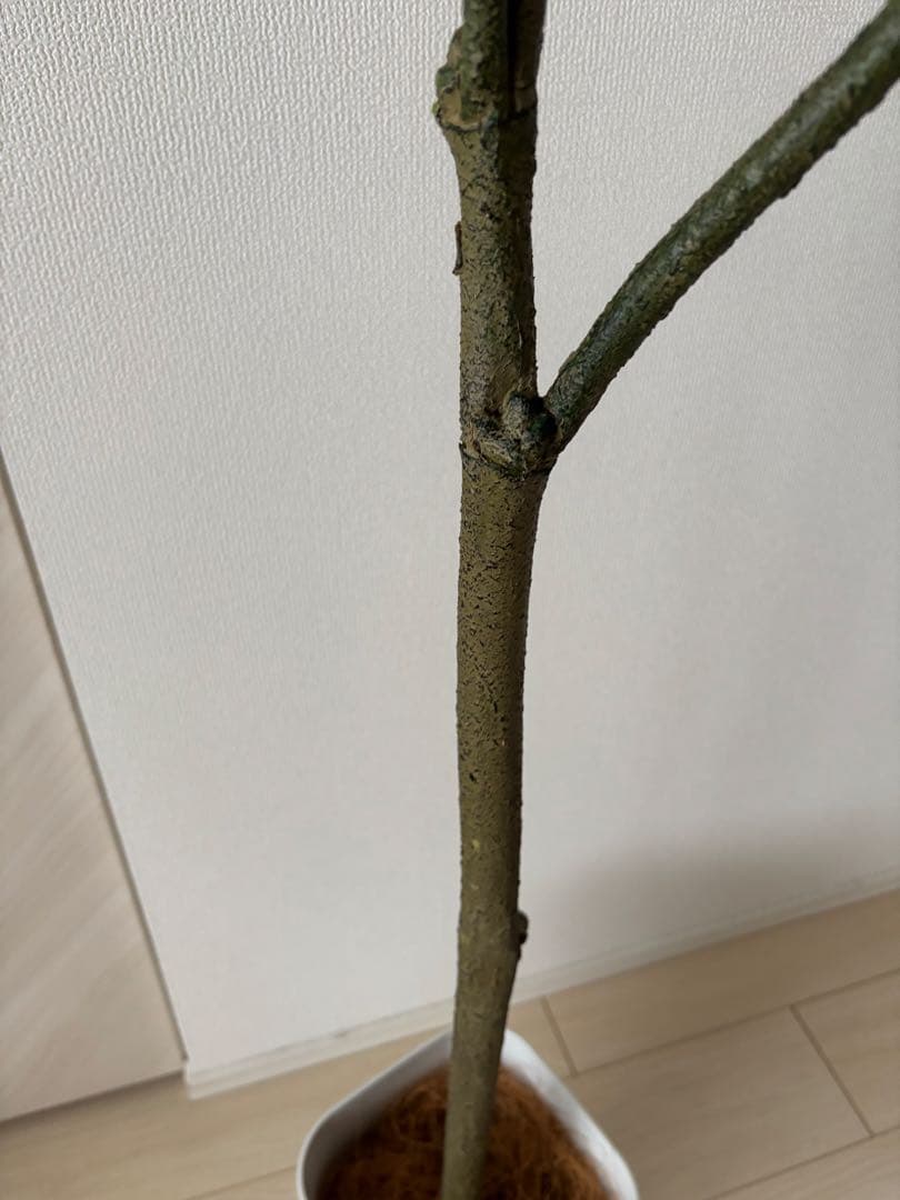 ウンベラータ 造花 フェイクグリーン フィカス 150cm