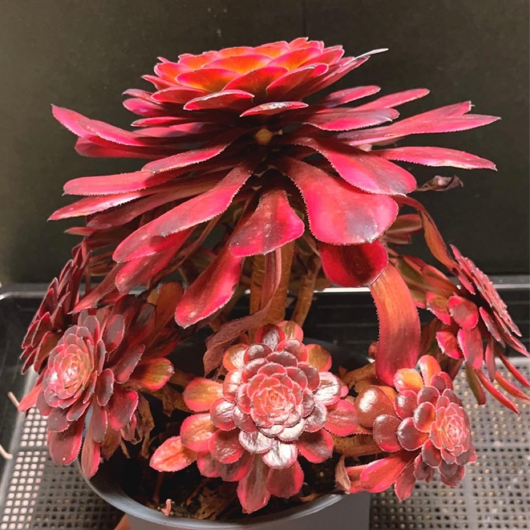 80#多肉植物❤️アエオニウム錦❤️舞天姫❤️1大頭8小頭31cm鉢土付き出荷