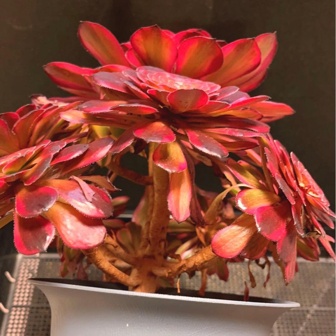 80#多肉植物❤️アエオニウム錦❤️舞天姫❤️1大頭8小頭31cm鉢土付き出荷