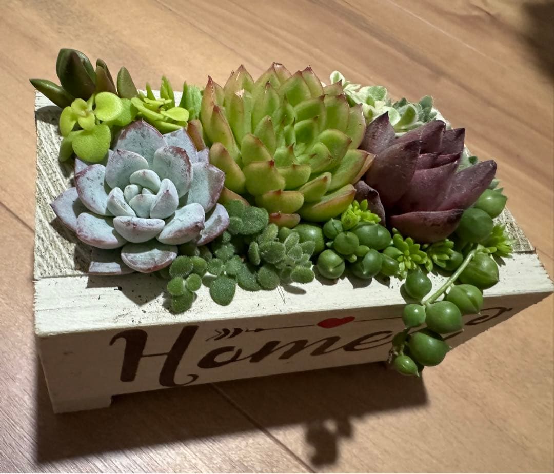 多肉植物 寄せ植え 木箱 ステンシル ロメオhyb グリーンネックレス