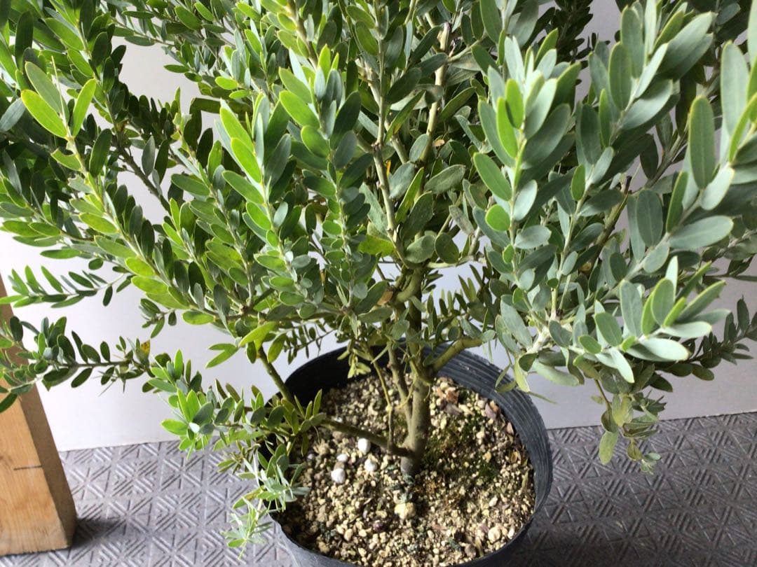 ⑦お待たせしました再入荷‼︎ 綺麗な棚橋農園様の極上アカシア・ブルーブッシュ7号鉢