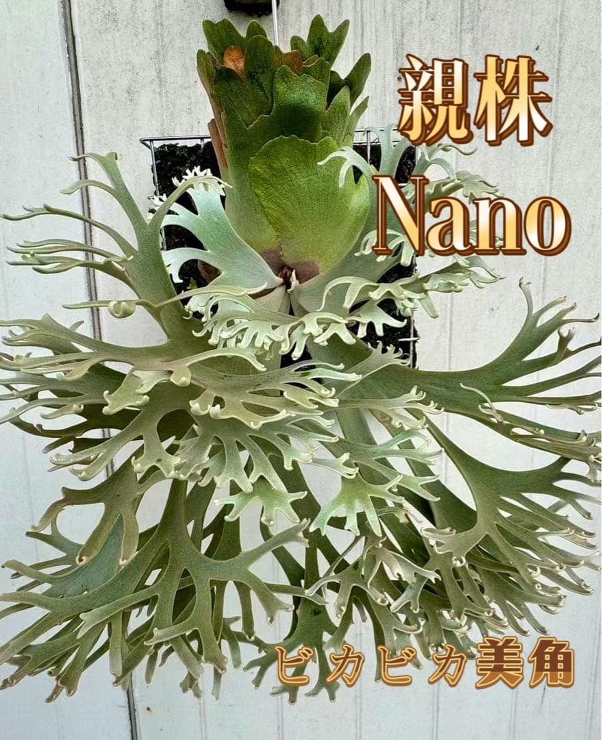 極大サイズ　ビカクシダ　P. Nano sporeling