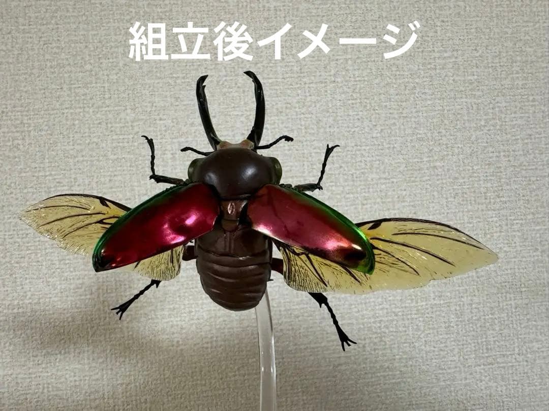 ★いきもの大図鑑【ニジイロクワガタ】4種＋後翅(小)ディスプレイ1個セット★