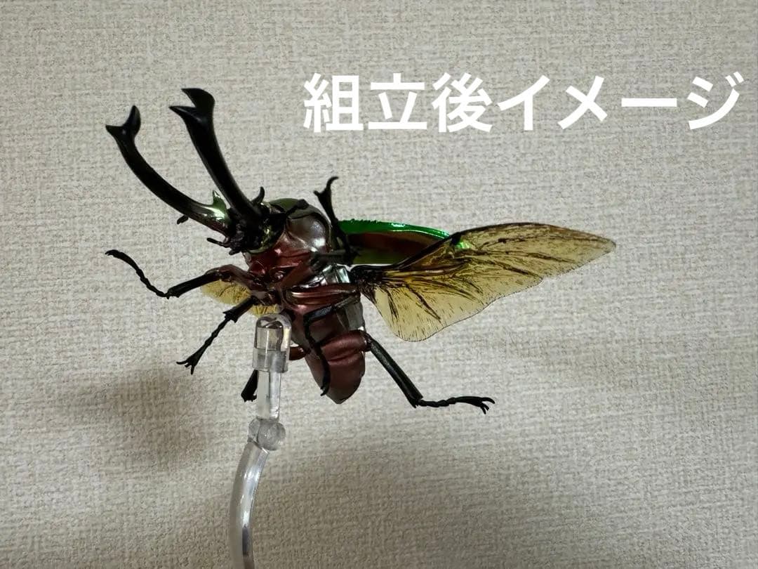 ★いきもの大図鑑【ニジイロクワガタ】4種＋後翅(小)ディスプレイ1個セット★
