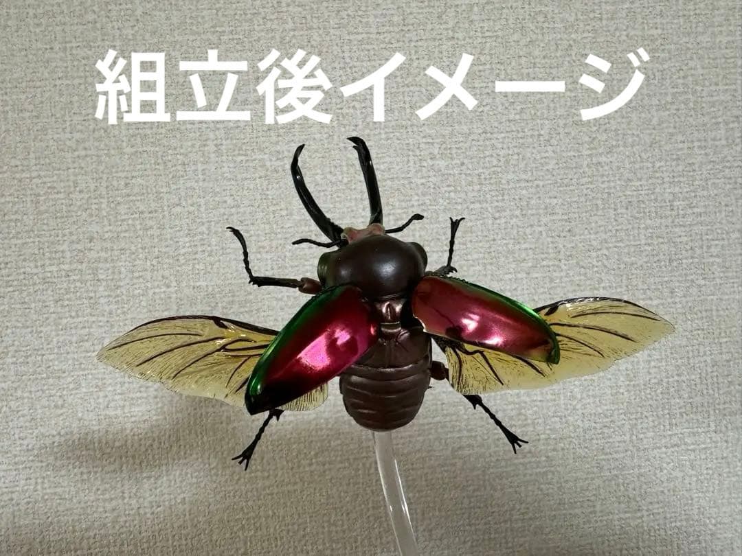 ★いきもの大図鑑【ニジイロクワガタ】4種＋後翅(小)ディスプレイ1個セット★